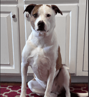 soul dog copy soul dog copy